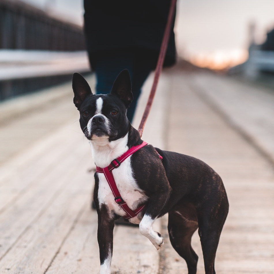 Dog Accessories