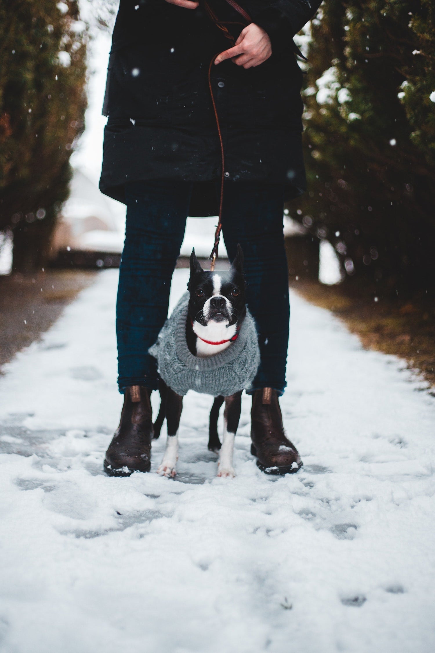 Dog Sweaters